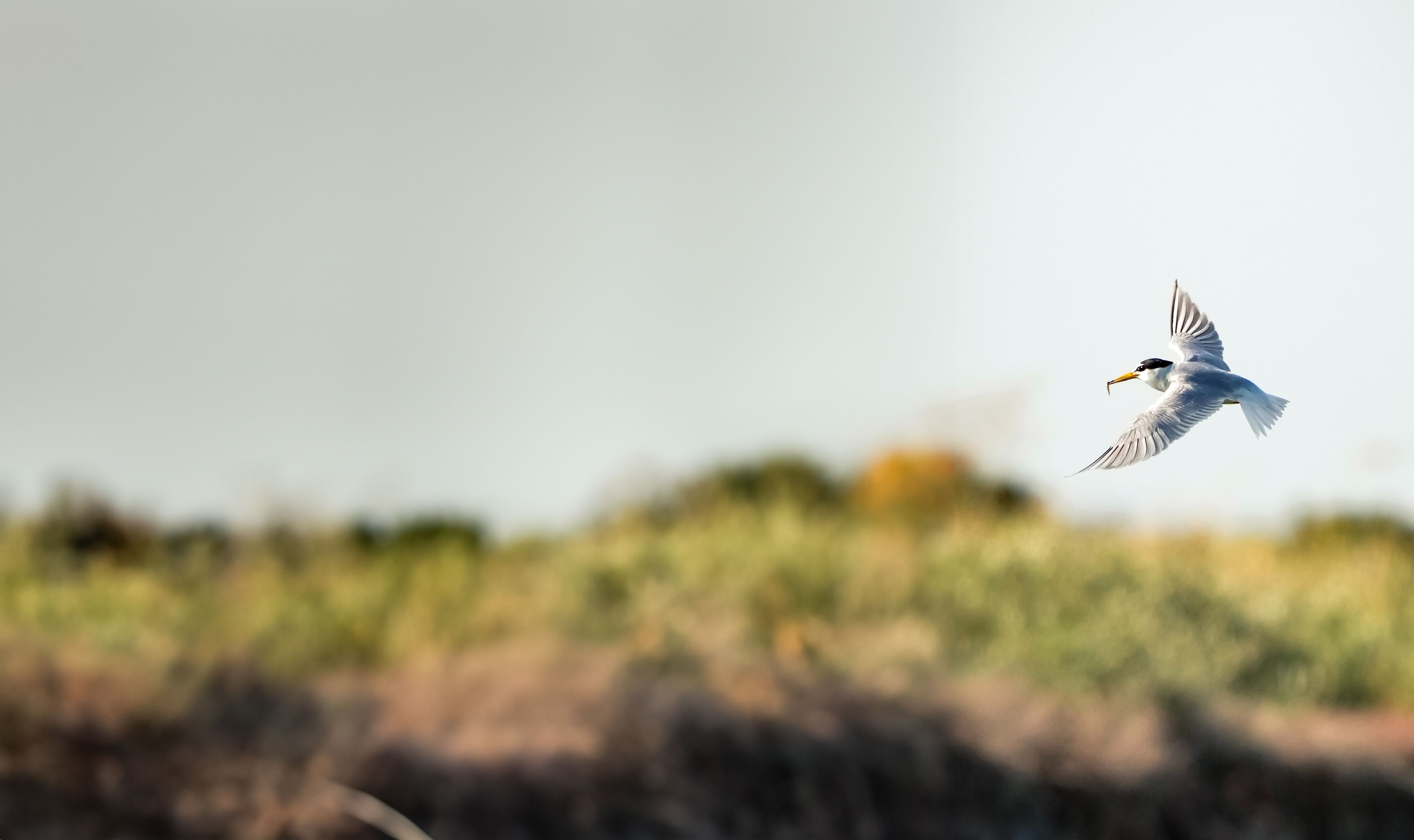 Eine Seeschwalbe fliegt über einer Düne.